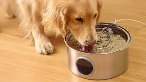 Food & Water Bowls